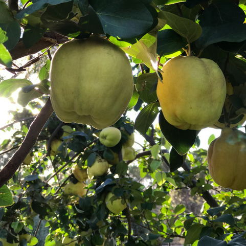 Award Winning Sun-Dried Smyrna Quince 250g