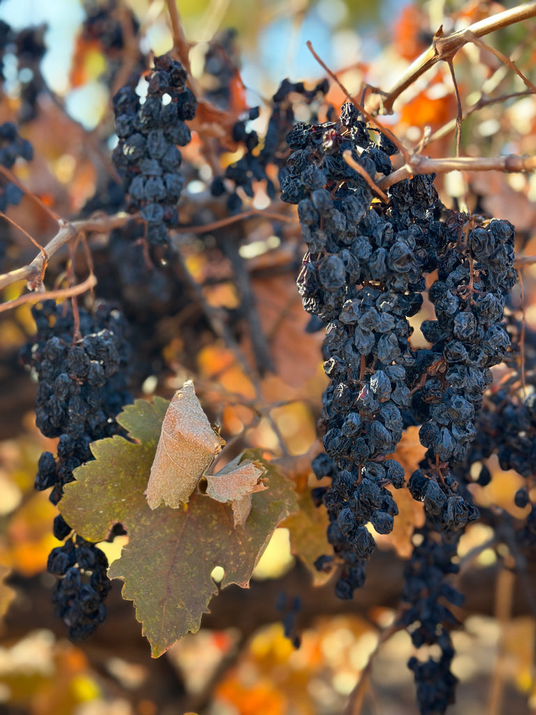 Dad's Vine Ripened Shiraz Grapes 150g