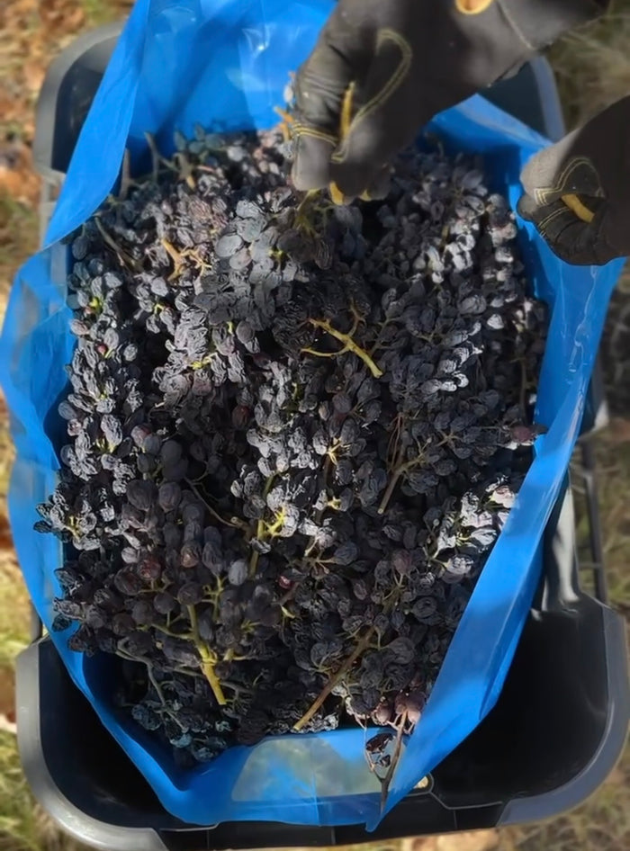 Dad's Shiraz Grapes 150g